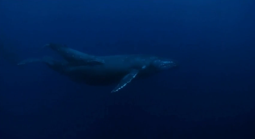 KLOGR | Watch “Ambergris”, documentary-ballad supporting Sea Shepherd